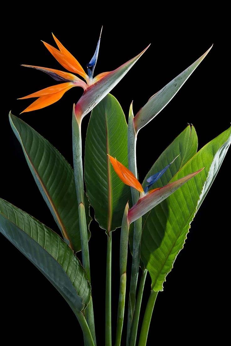 Amazon.com : 1 Live Plant Bird of Paradise | Strelitzia